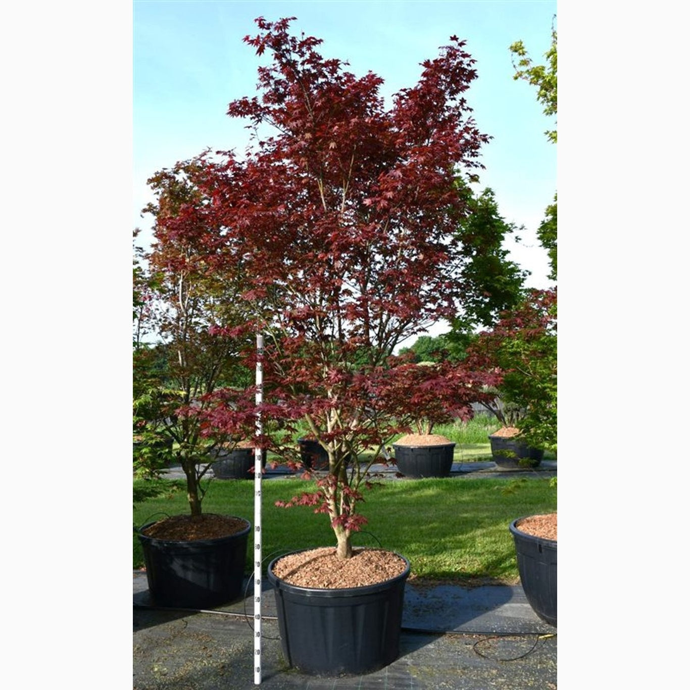 Japansk lönn – Acer pal. 'Sumi-nagashi' - 300-350 CM in Cont.